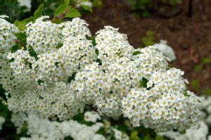 Zone 2 Perennial Shrubs & Flowers: The Propagation Guide