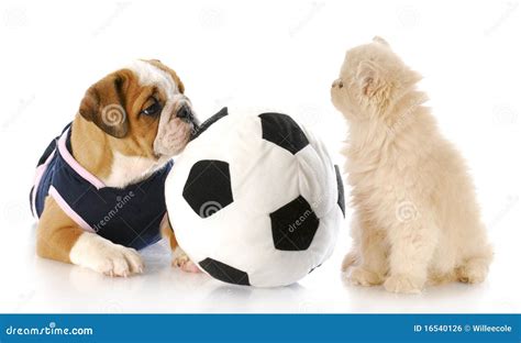 Puppy And Kitten Playing Together Royalty Free Stock Image - Image: 16540126