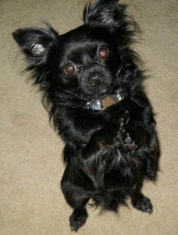 Chihuahua Dog Breeds Long haired black chihuahua - prirewe