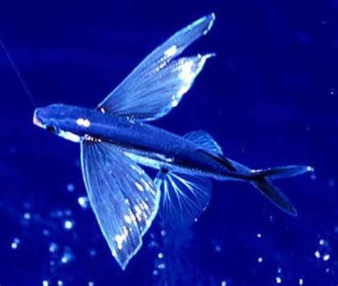 Atlantic Flyingfish Information and Picture | Sea Animals