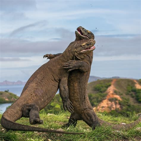 Komodo Dragon (Varanus komodoensis) | about animals