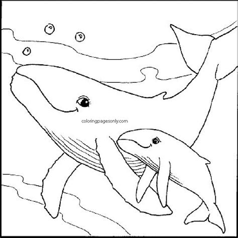 Baby Whale Coloring Pages