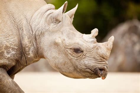 Two-Horn White Rhinoceros (Ceratotherium Simum) Stock Image - Image of ...