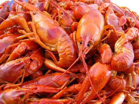 Crawfish Boil | These crawfish were caught in a trap up nort… | Flickr