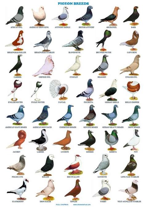 A4 Laminated Posters. Pigeons 44 Breeds Homers Tumblers - Etsy UK | Pigeon breeds, Bird breeds ...