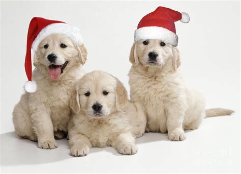 Golden Retriever Puppies With Christmas Photograph by John Daniels