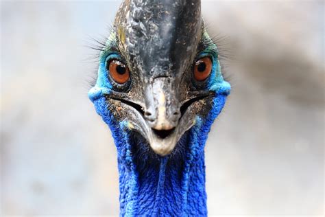 Cassowaries: Ancient humans reared deadly birds 18,000 years ago? - Big Think