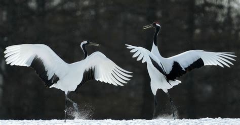 Red-crowned cranes perform elegant courtship dances in snowy Hokkaido ...