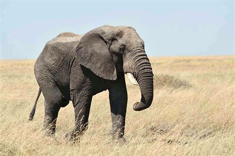 File:Loxodonta africana in Serengeti.jpg - Wikipedia