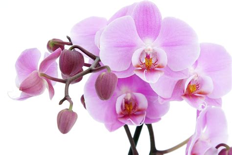 Orchid Flower Wallpapers - Wallpaper Cave