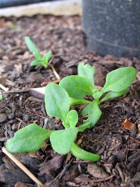 New Zealand Spinach Seedlings | Our New Zealand Spinach rese… | Flickr