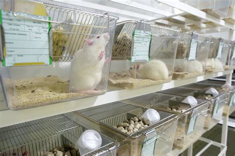 Laboratory rats - Stock Image - G352/0249 - Science Photo Library