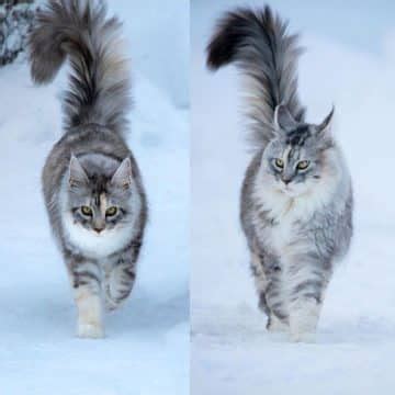 11 Adorable Maine Coon Growth Pictures (from Kitten to Adult ...