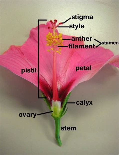 Biblical Reminders from the Hibiscus Plant | Parts of a flower, Learn biology, Biology facts