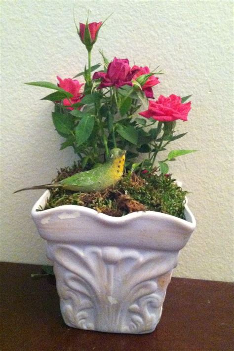 miniature roses | Flowers, Rose, Planter pots