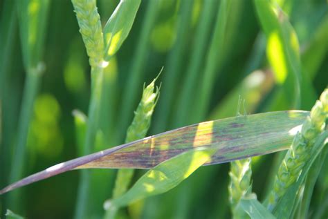 Wheat Diseases to be Mindful of During 2015 | Mississippi Crop Situation