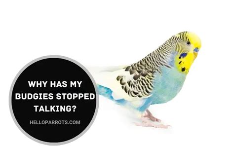 Why Has My Budgies Stopped Talking?