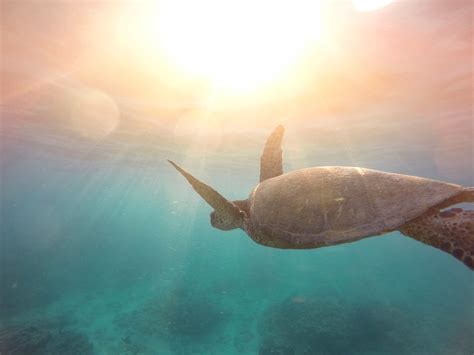 Free Images : water, ocean, sunlight, underwater, swim, sea turtle ...