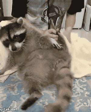 Funny animal gifs - part 177 (10 gifs) | Amazing Creatures