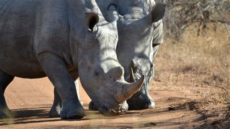 5 Largest Animals of Africa