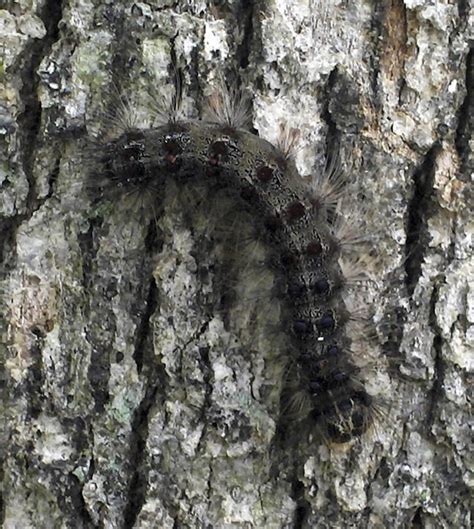 Gypsy moth damage minimal this year, New Jersey agriculture department says | lehighvalleylive.com