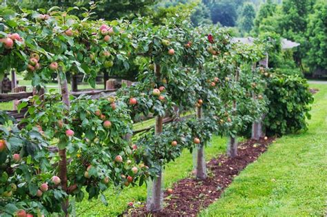 Pin on Kitchen Gardens