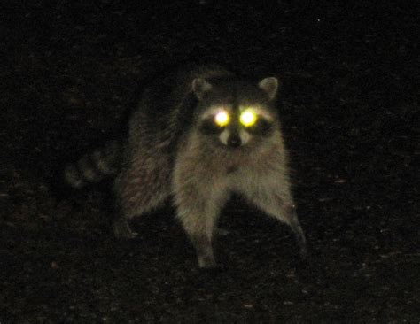 Raccoon Eyes At Night