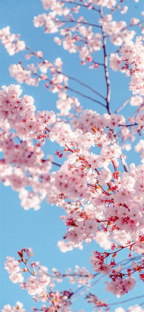 cherry blossoms iPhone Wallpapers Free Download