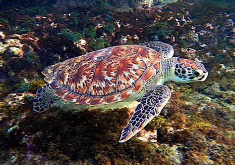 Hawksbill Turtle | The Animal Facts | Appearance, Diet, Habitat, Behavior