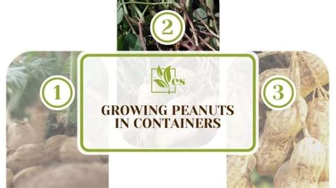 Growing Peanuts in Containers: An Ultimate Guide To Planting - Evergreen Seeds