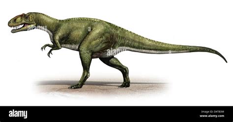 Sinraptor dongi, un dinosaurio de la era prehistórica desde finales del período jurásico ...