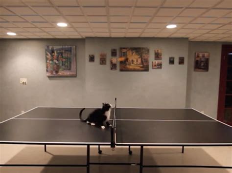 Cat Tries, Fails to Play Ping Pong - The Hollywood Gossip