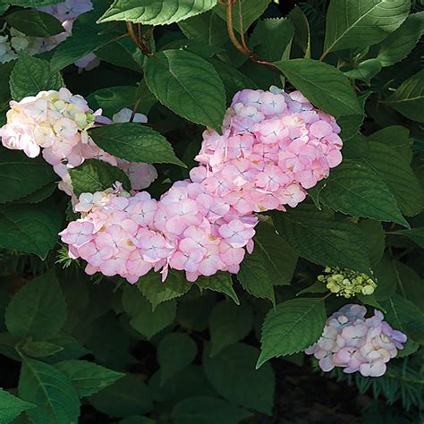 11 in. Pink Hydrangea Plant-17411 - The Home Depot