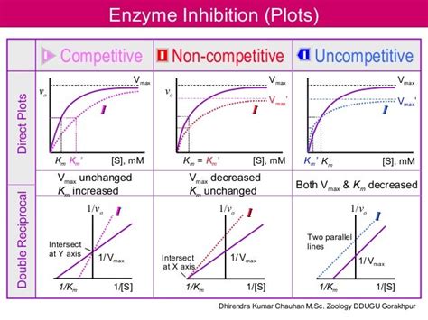 Enzyme inhibition mechanism