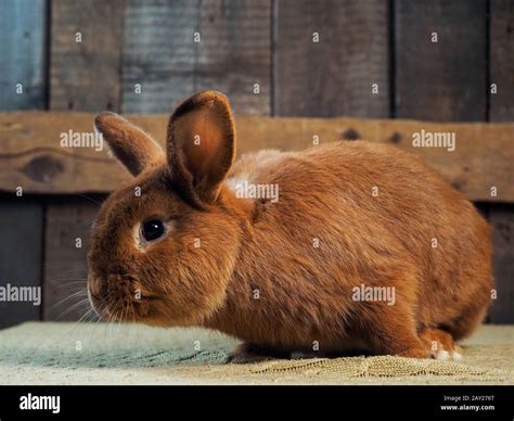 The purebred rabbit is a new Zealand red rabbit. Portrait of an animal Stock Photo - Alamy