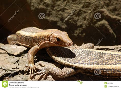 Lizards of Madagascar stock photo. Image of desert, lizards - 50205952