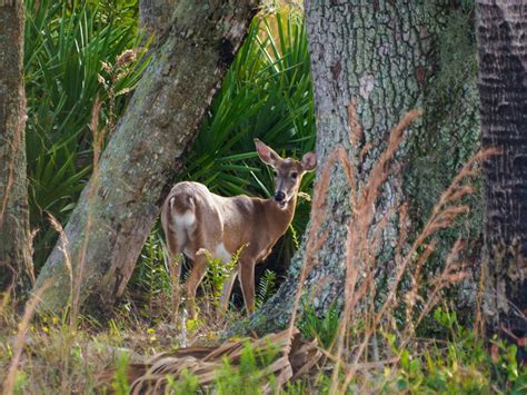 Kissimmee Prairie Preserve State Park | Imagine Our Florida, Inc