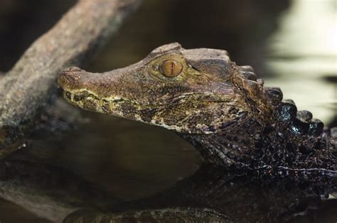 Dwarf Caiman Facts, Distribution, Habitat, Diet, Pictures