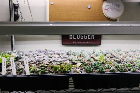 Winter Grow Light Setup for Succulents and Indoor Plants - Living the ...