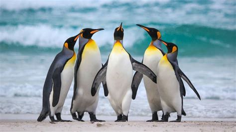 Group of king penguin - backiee