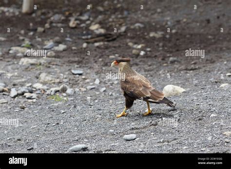 caracara bird of prey in patagonia chile Stock Photo - Alamy