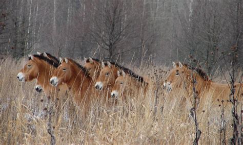 After a nuclear disaster, then what? A surprising look at the animals of Chernobyl and Fukushima ...