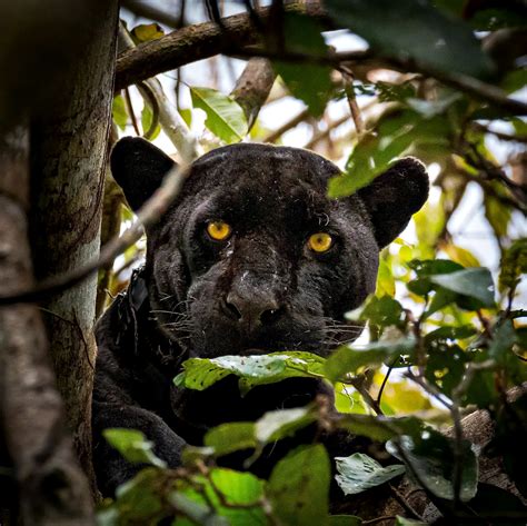 An encounter with Raí, a melanistic male that was captured and given a ...