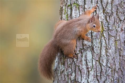 Red Squirrel - Holding On - Drew Buckley Photography ~ Pembroke ...