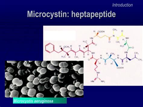 PPT - MICROCYSTIN DETECTION PowerPoint Presentation, free download - ID ...