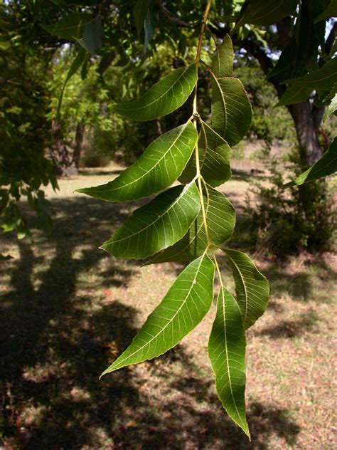 Carya illinoinensis (Juglandaceae) image 12834 at PhytoImages.siu.edu