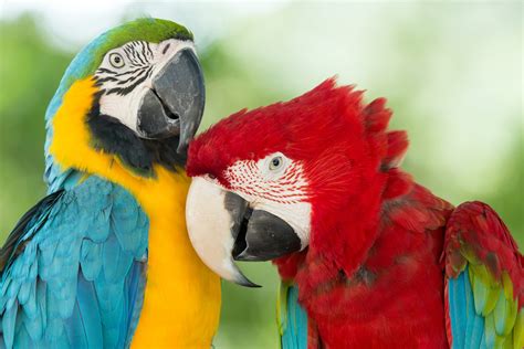 Pin by Graziele on GUACAMAYO Y TUCAN | Bird aviary, Bird photo, Cat ...