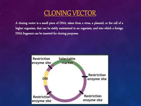 Cloning vectors & gene constructs