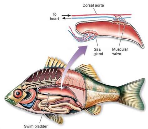 Figure 20.14 Diagram of a swim bladder.