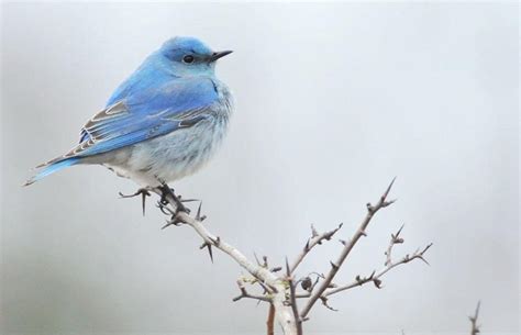 Bluebird Wallpapers - Wallpaper Cave